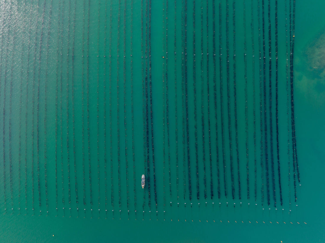 Van kop tot staart: onze no-waste Puur uit Zeeland: de kracht van zeewier uit de Oosterschelde Phans