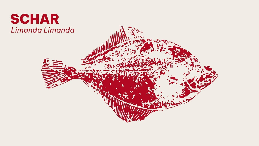 Schar: een vergeten delicatesse uit de Noordzee Phans